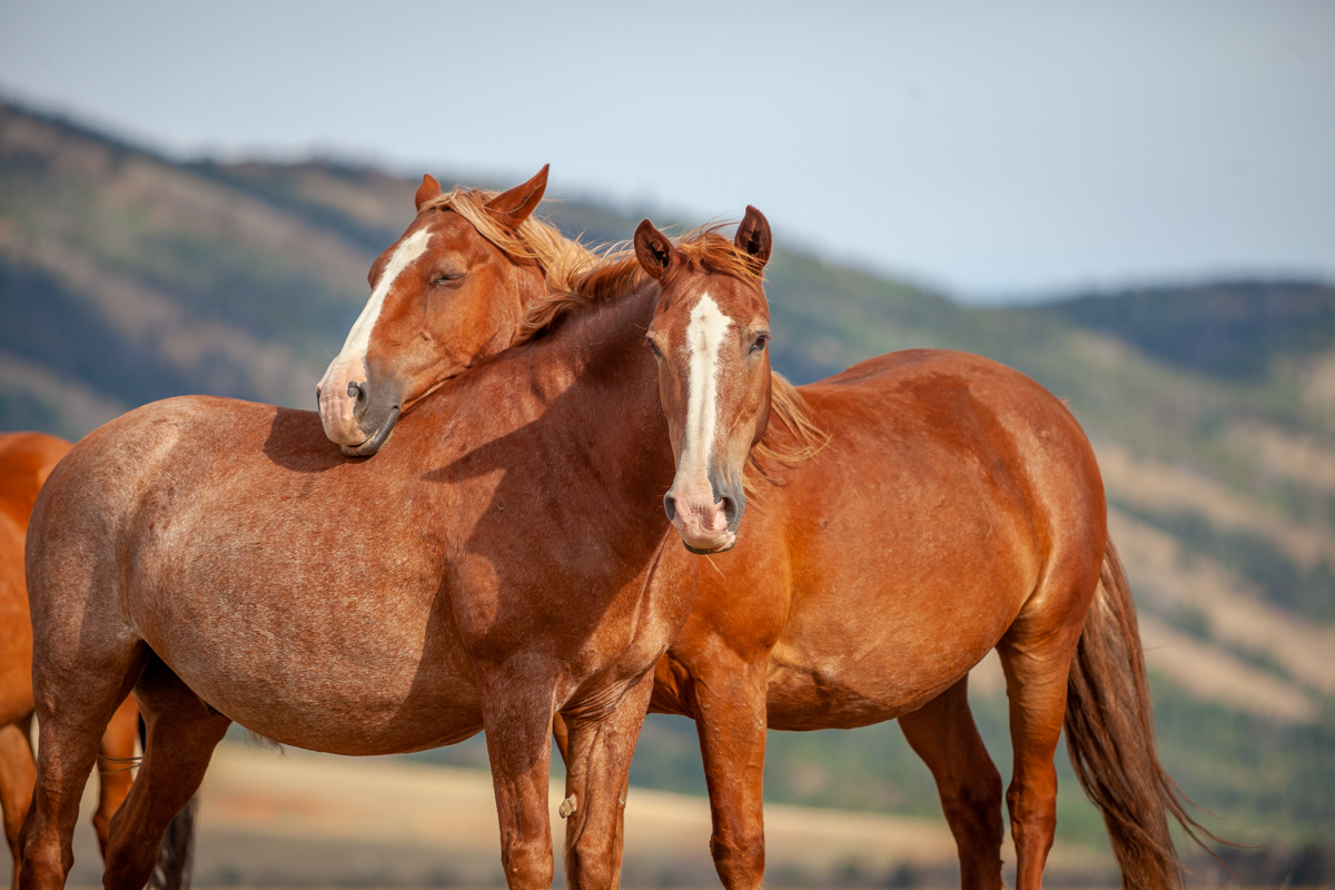 IMG_7940 Horses supporting each other