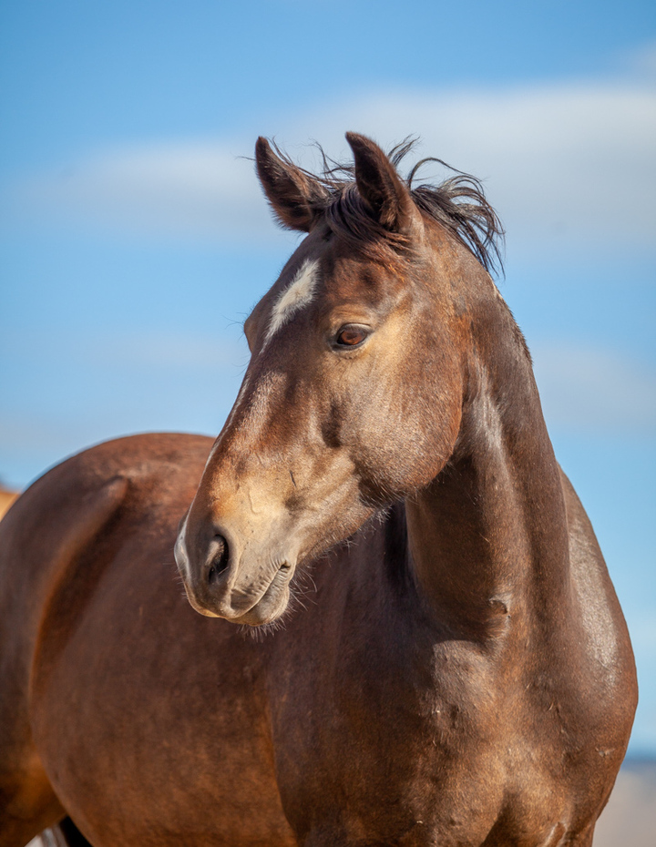 Horse on alert