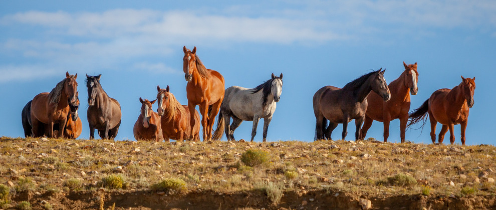 Herd of horses in serenity